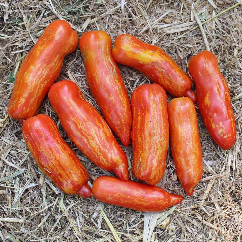 Piprakujuline Triibuline