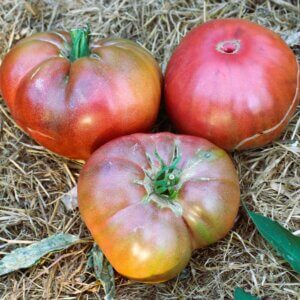 Charbonniere du Berry