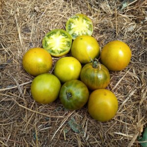 Everett's Rusty Oxheart